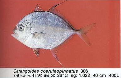 Carangoides caeruleopinnatus